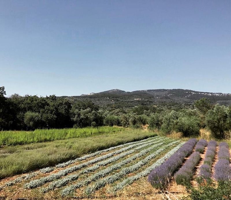 Sakız Adası bitki ve ot toplama deneyimi