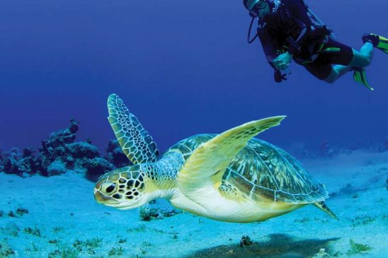 Girne Limanı ve Kıbrıs sokaklarında yürüyüş
